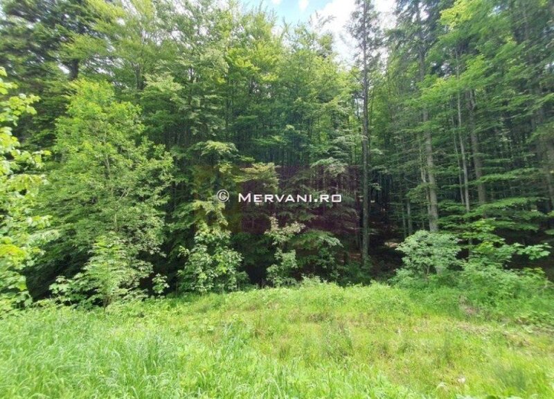 Teren intravilan de vanzare in Sinaia - Zona Furnica