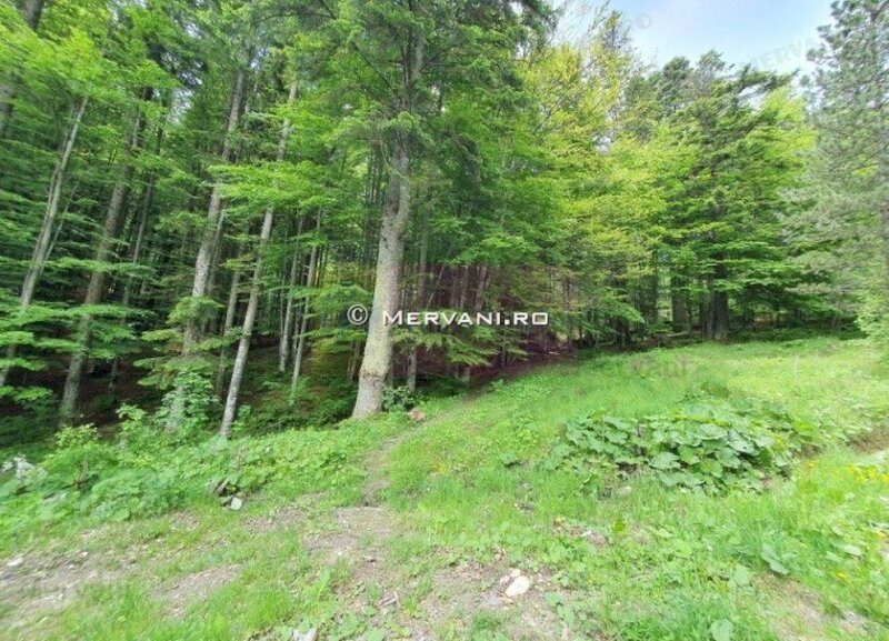 Teren intravilan de vanzare in Sinaia - Zona Furnica