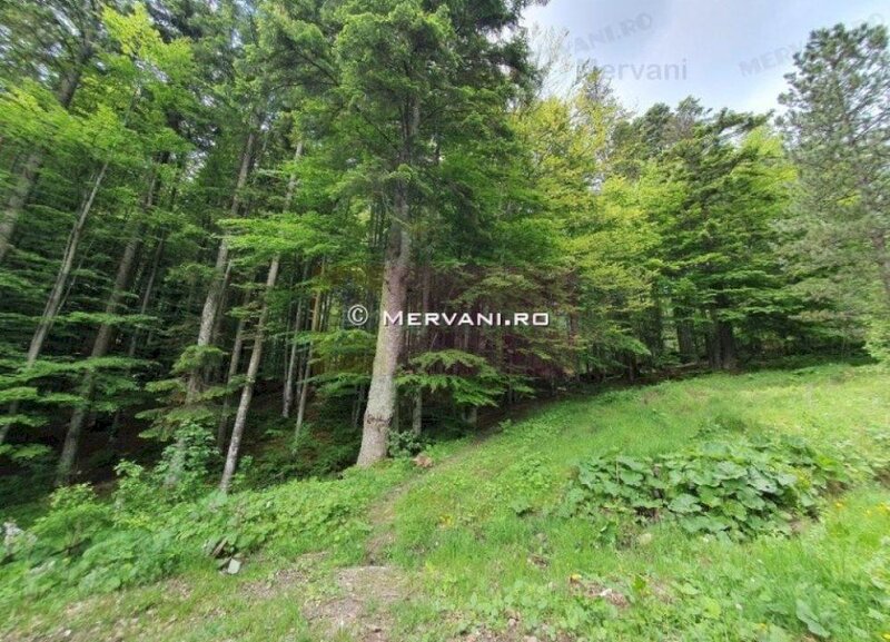 Teren intravilan de vanzare in Sinaia - Zona Furnica